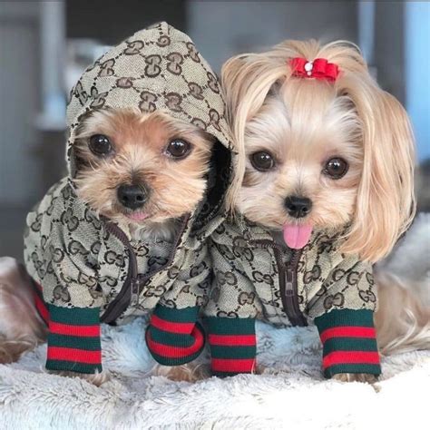 gucci jacket for dogs|Gucci dog jacket sale.